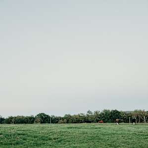 evening light on the fields