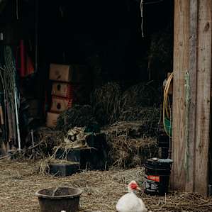 farm animal ducks