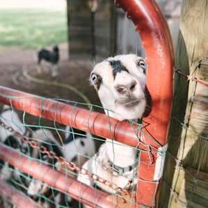 animal goats