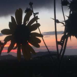 Sunflowers at sunset.