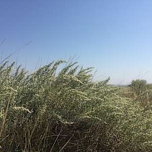 Prairie grass near camping area.