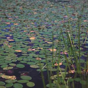 Sawmill Lake lily pads.
