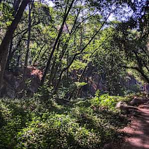 Shady trail!
