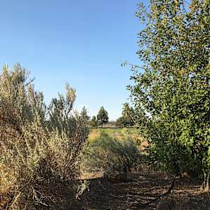 View from the front yard