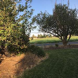 View from the front yard