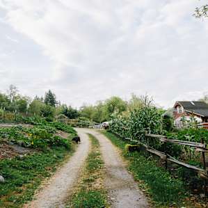 The path to the lush garden.
