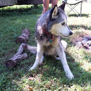 Shaggy Bark Camping