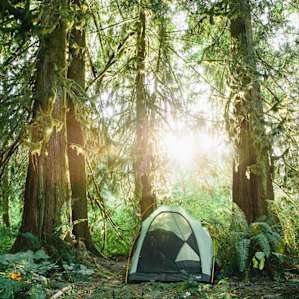 The tall, beautiful cedars provided a a stunning canopy.