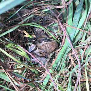 We found a nest of baby bunnies beside one of the stumps for sitting around the campfire, they were very cute, but we made sure to not disturb them, they didn't even have their eyes open yet.