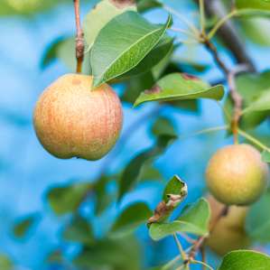 Beautiful fruits and flowers all over the property!