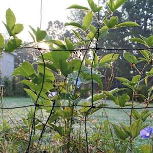 Morning on the farm