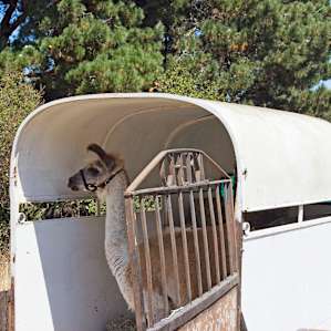 Cheryl the male llama, named after the trailer, making his first appearance on the property