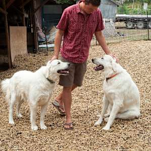These pups are super friendly, but take their jobs guarding the goats seriously!