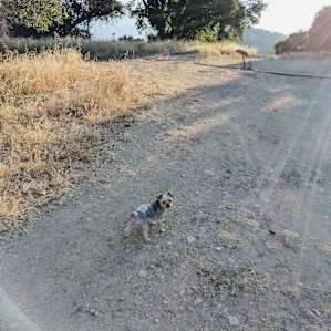 Dog friendly exploration