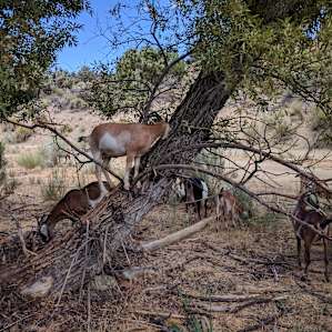Goats in trees foraging