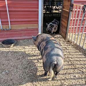Possible blossoming pig romance