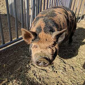 Handsome stud pig