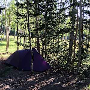 Camp amidst pine and aspens.