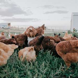 animal chickens