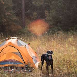 tent dog animal