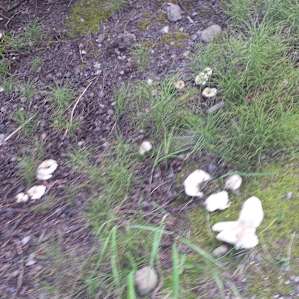Wild mushrooms of all varieties are abundant in the forest floor mulch.