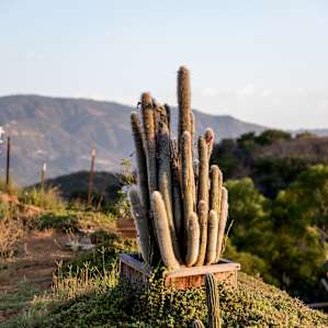 Love the diversity of plants and wildlife all over the farm, especially during golden hour.