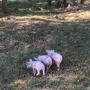 The escapees.