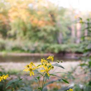 The campsite has some the most lovely little wildflowers around.