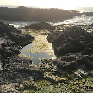Tide pools everywhere