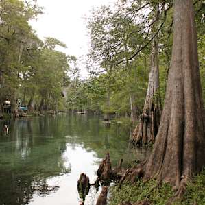 forest water