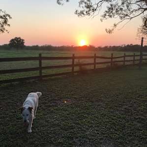 Watching the sunset over the horse pasture!