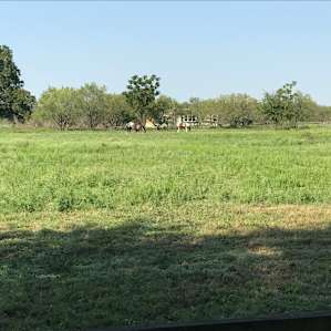 Found the horses in the horse pasture!