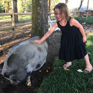 Petting the mamma pig