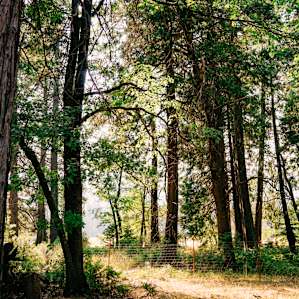 forest