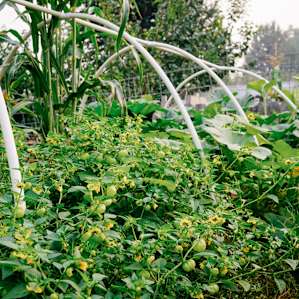 Tons of fruits and veggies around the place.