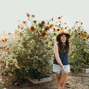 sunflowers in the tipi yard :)