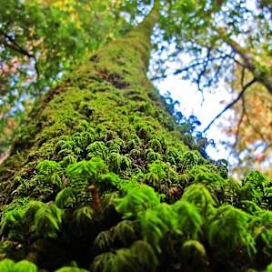 Mossy Bench Camp
