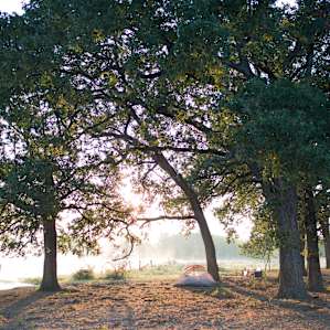 tent trees lodging
