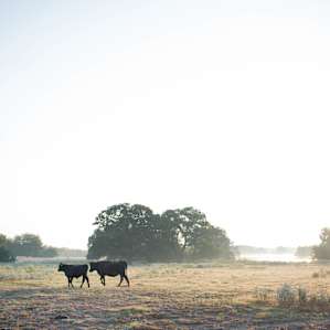 Enchanting sunrise walking among the cows