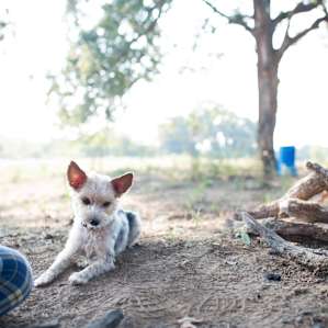 people dog animal