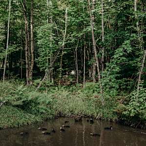 forest animal water