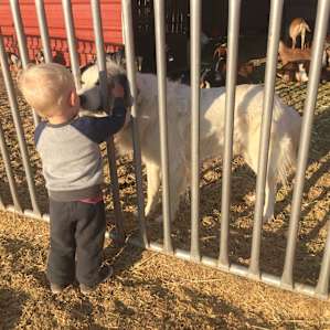 LOVE these friendly white dogs