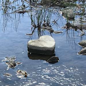 Love at first stream sight!