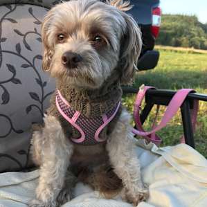Tallulah sitting in her favorite chair watching the water