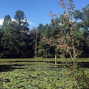 Cedar Dam