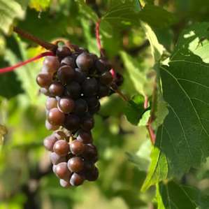 Prairie Woods Farm Vineyard Camp