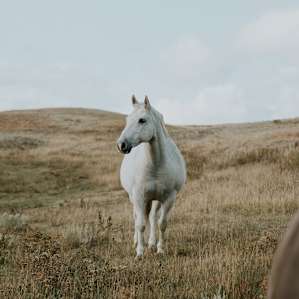 horse animal