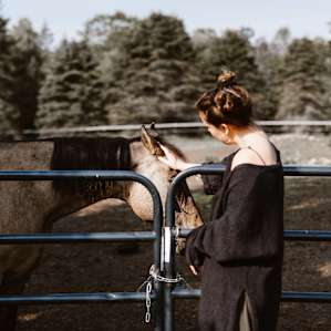 horse animal