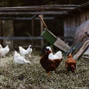 animal chickens