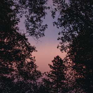 sunset peeping through the trees